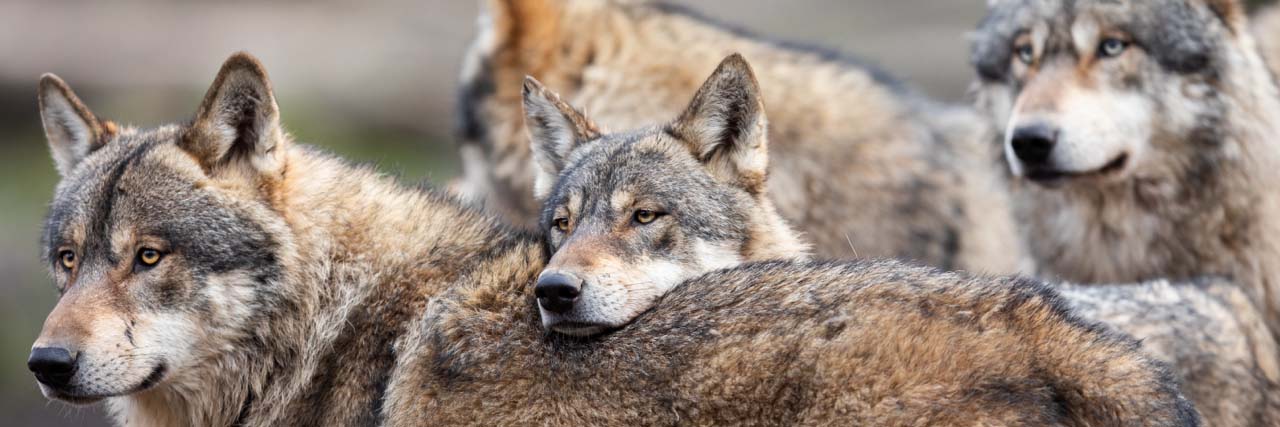 A pack of wolves. A pack of wolves.